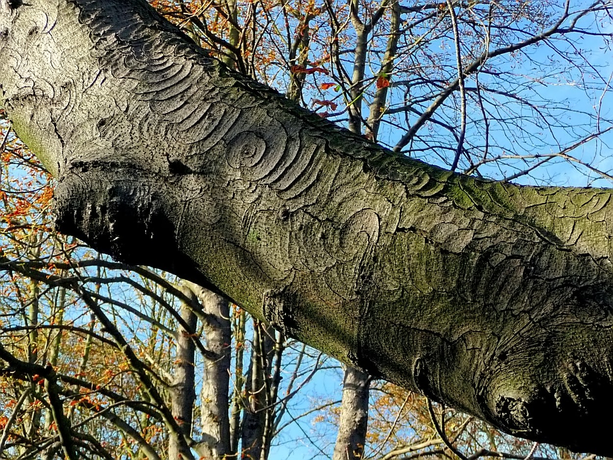 Strukturen einer Kastanienbaumrinde