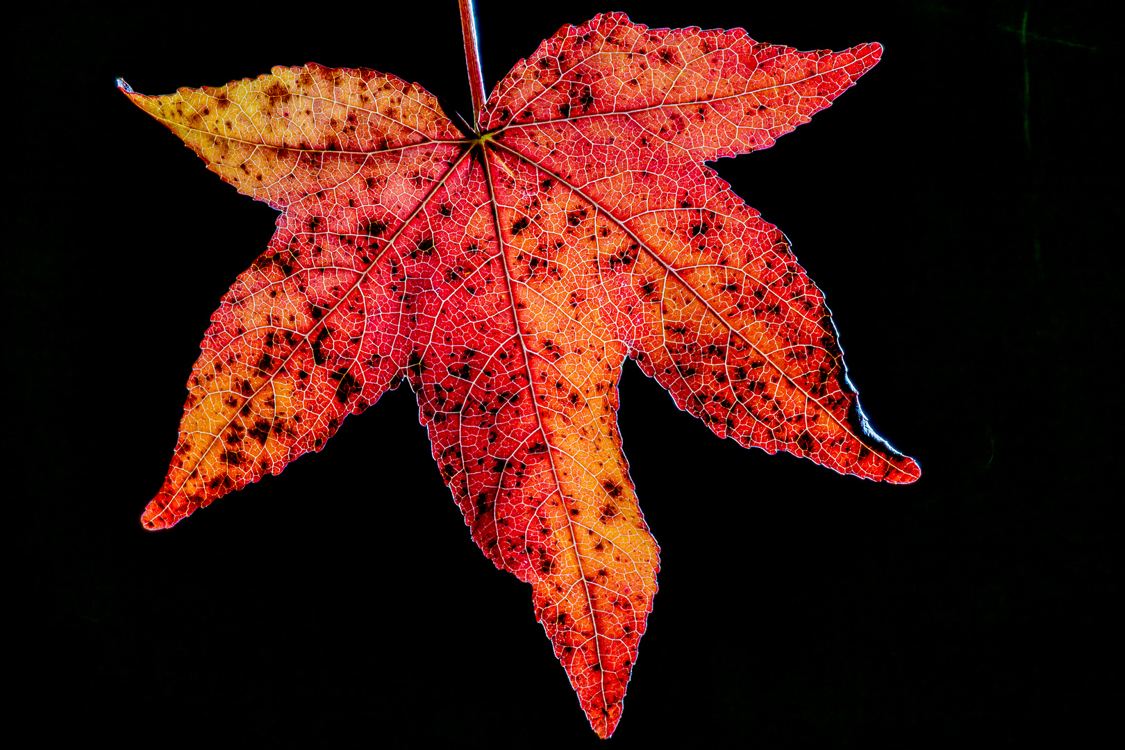 Strukturen eines Herbstblattes
