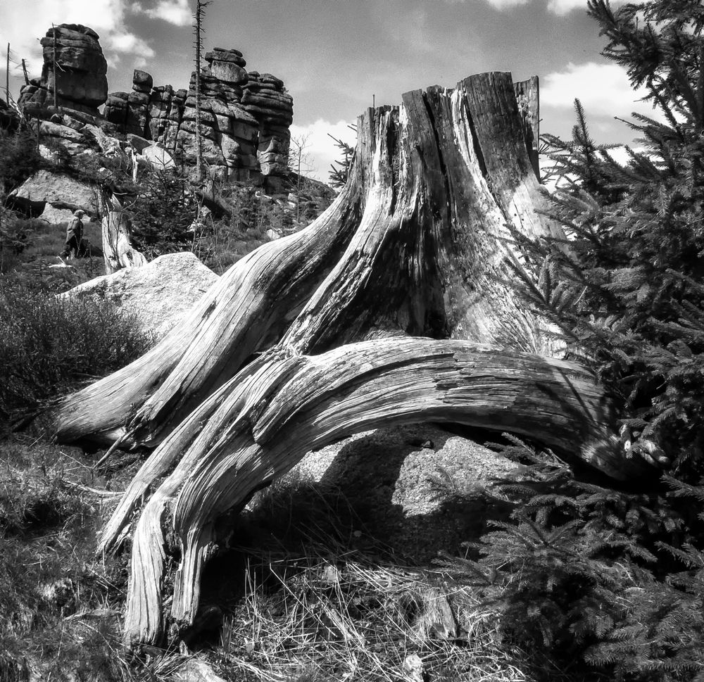 Strukturen, Formen und Linien in der Natur