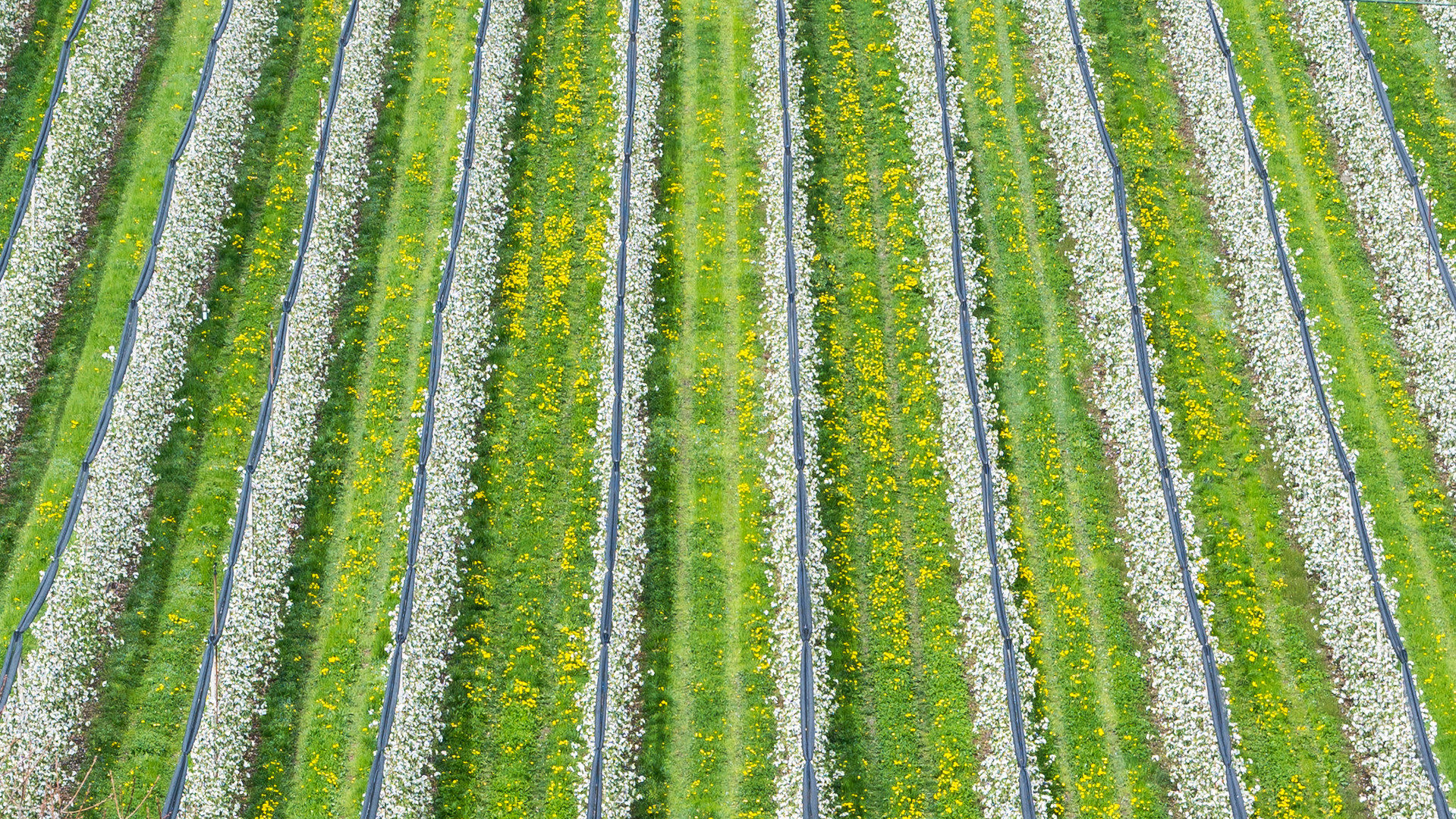 Strukturen im Frühling