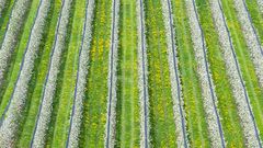 Strukturen im Frühling