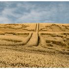 Strukturen im Kornfeld