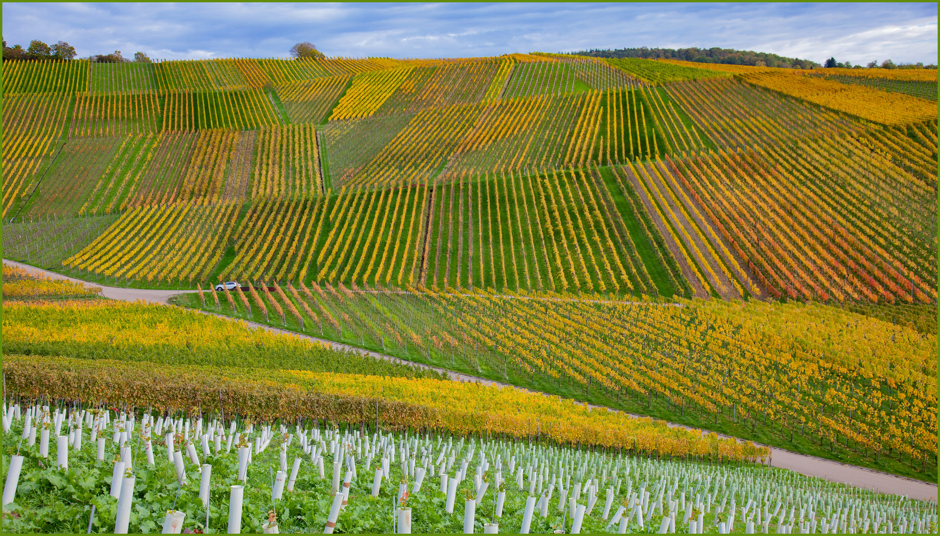 Strukturen im Weinberg