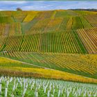 Strukturen im Weinberg