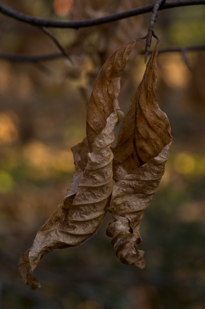 Strukturen in der Natur #2