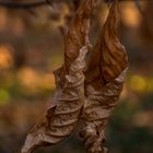 Strukturen in der Natur #2