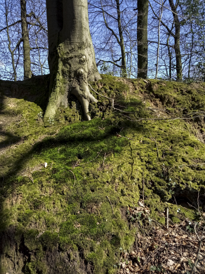 Strukturen in Moos und Sand