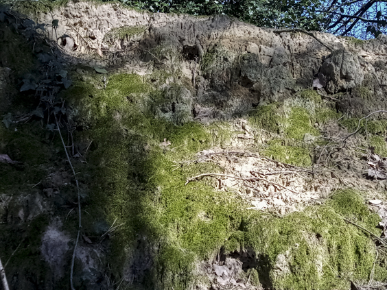 Strukturen in Moos und Sand