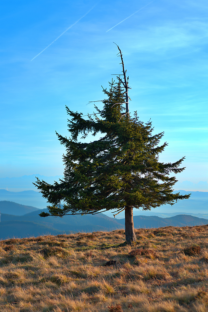 strumerprobter Wächter auf dem Belchen