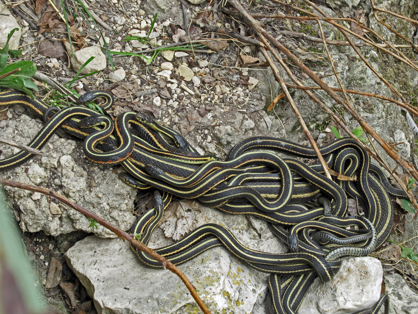 Strumpfbandnattern bei der Paarung