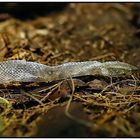 Strumpfbandnatter_Thamnophis sirtalis Haut