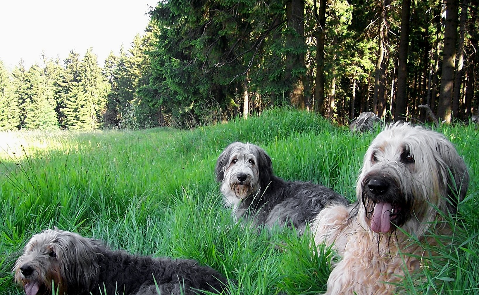 Struppi, Benny und Ronja