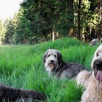 Struppi, Benny und Ronja