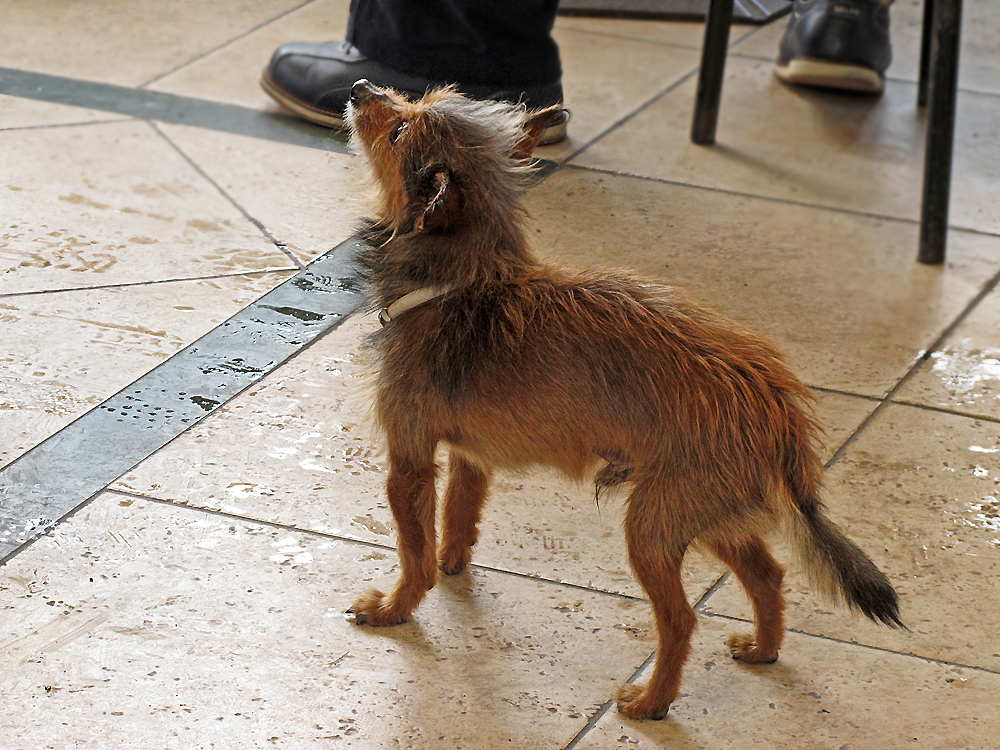 'Struppi', der Hafenhund / Cagnolino arruffato