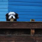 Struppi jumps behind the wood wall.