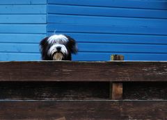 Struppi jumps behind the wood wall.