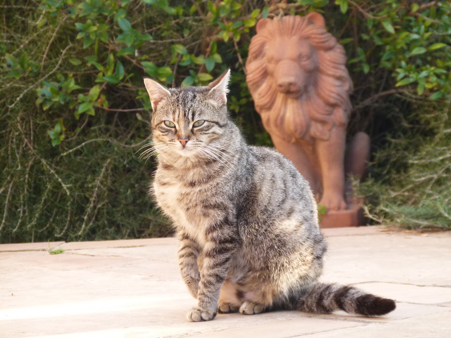 Struppi, unser "Löwe"