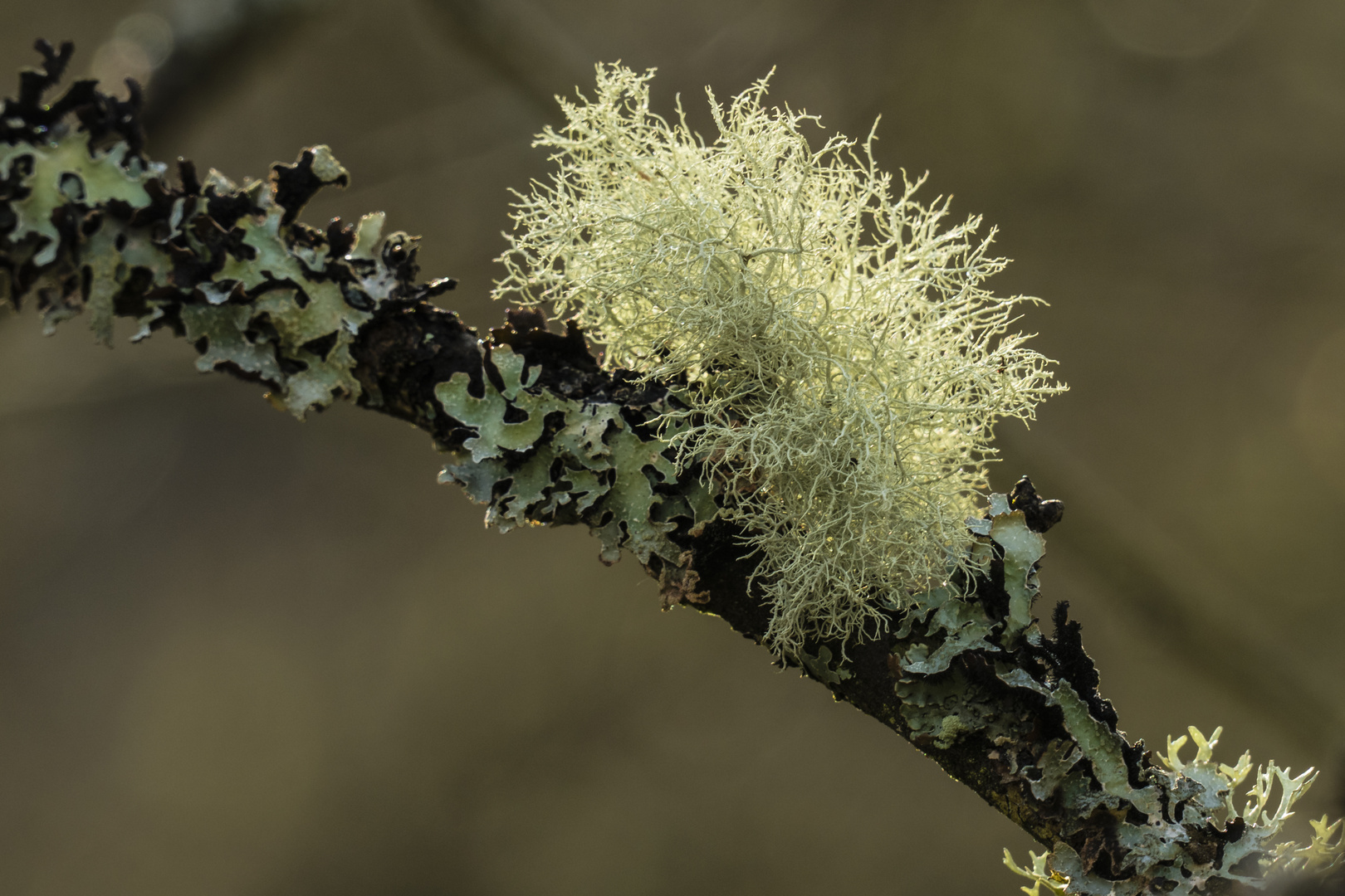 Struppige Bartflechte (Usnea hirta)