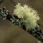 Struppige Bartflechte (Usnea hirta)