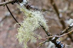 Struppige Bartflechte (Usnea hirta)