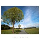 Struthbach