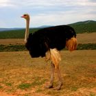 Struthio camelus