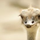 Struthio camelus