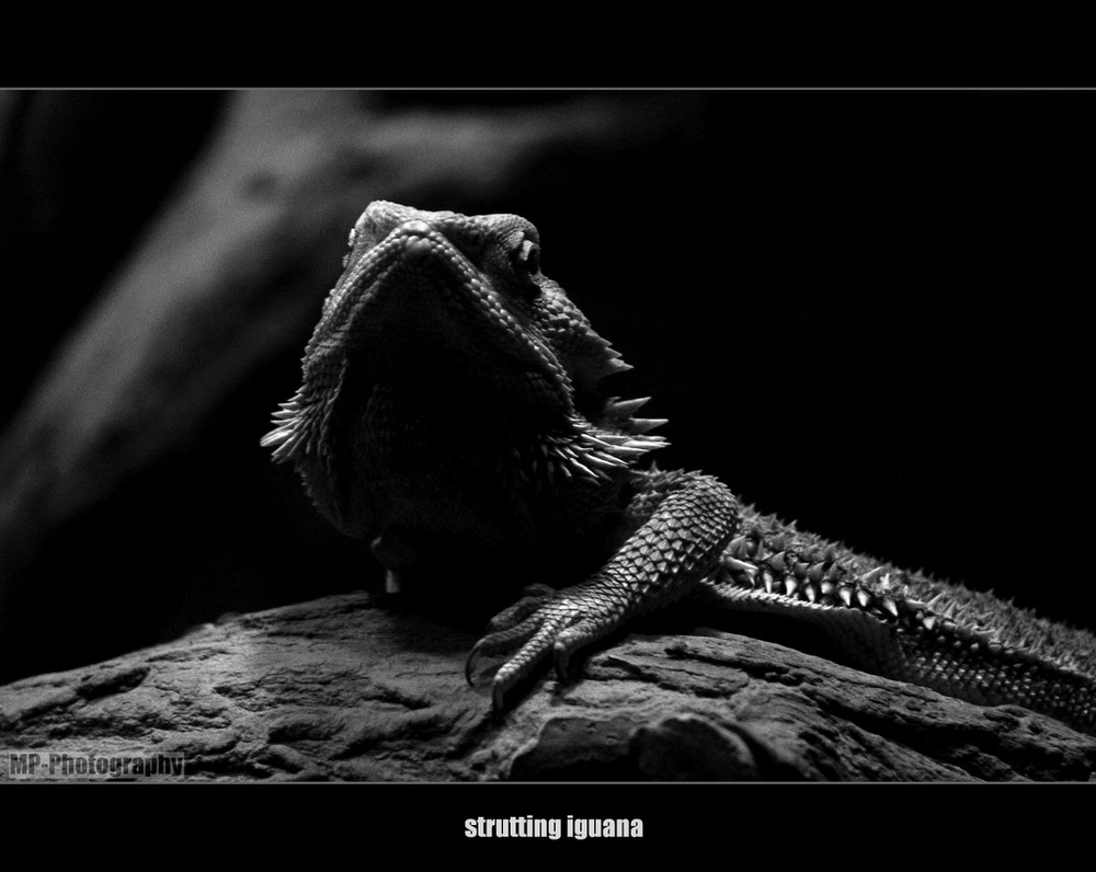 strutting iguana