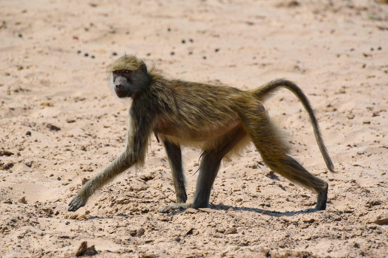 Strutting yellow baboon