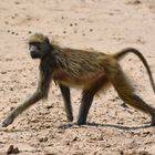 Strutting yellow baboon