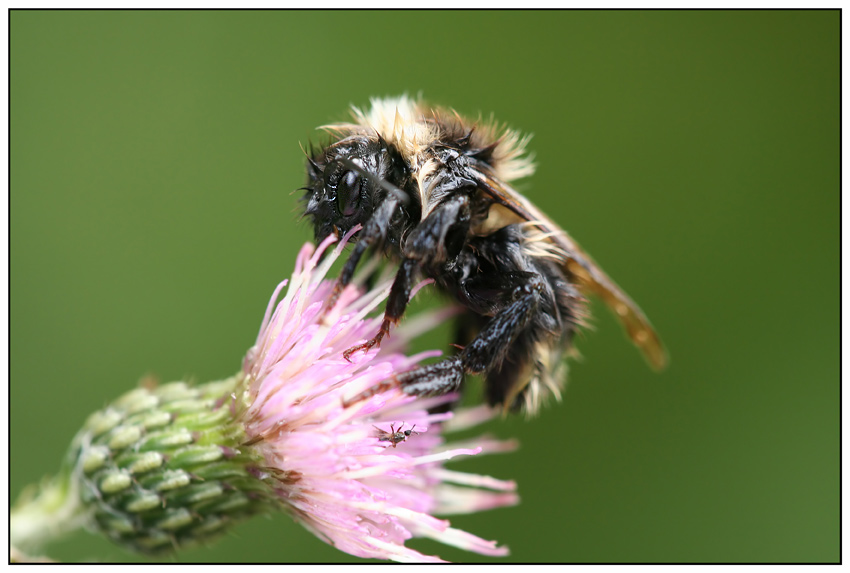 Struwel-Hummel oder auch einfach nur Mistwetter