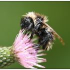 Struwel-Hummel oder auch einfach nur Mistwetter