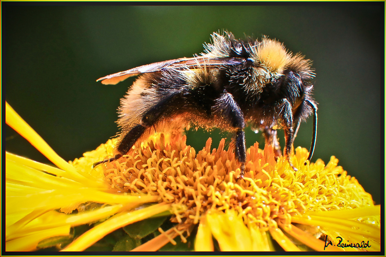 Struwwelpeter Foto & Bild tiere, wildlife, insekten Bilder auf