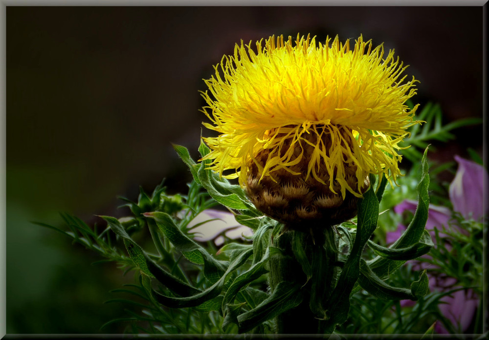 Struwwelpeter