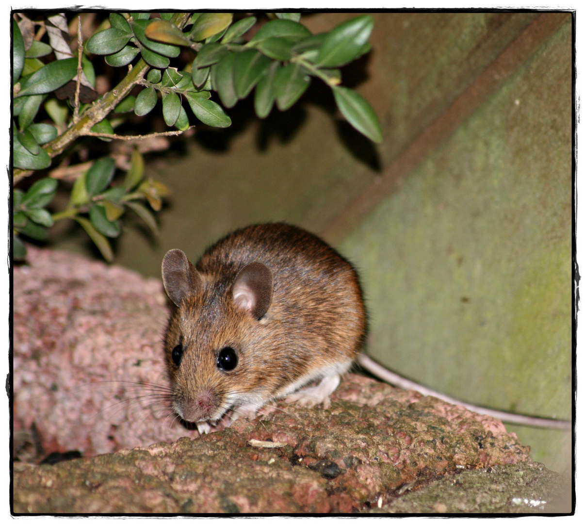 " Stuart Little" in unserem Garten....