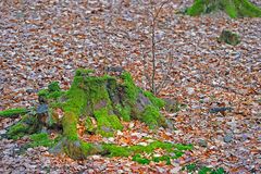 Stubben mit Moos garniert