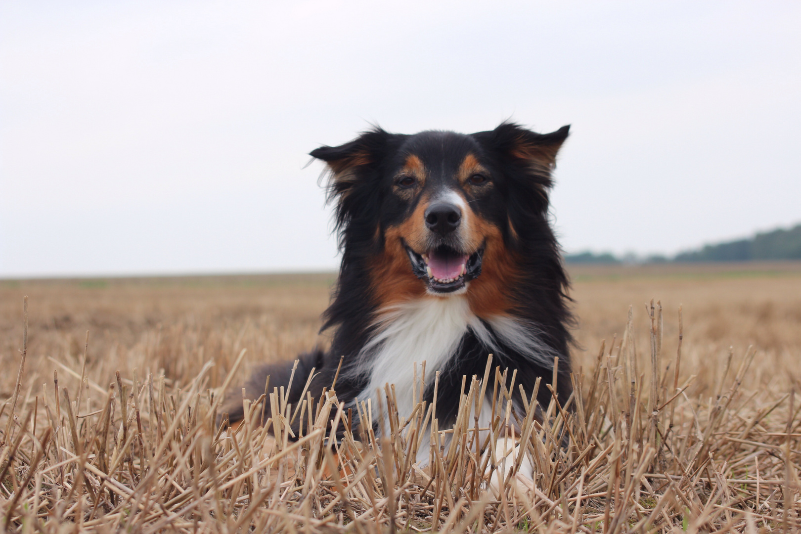 Stubble.field.