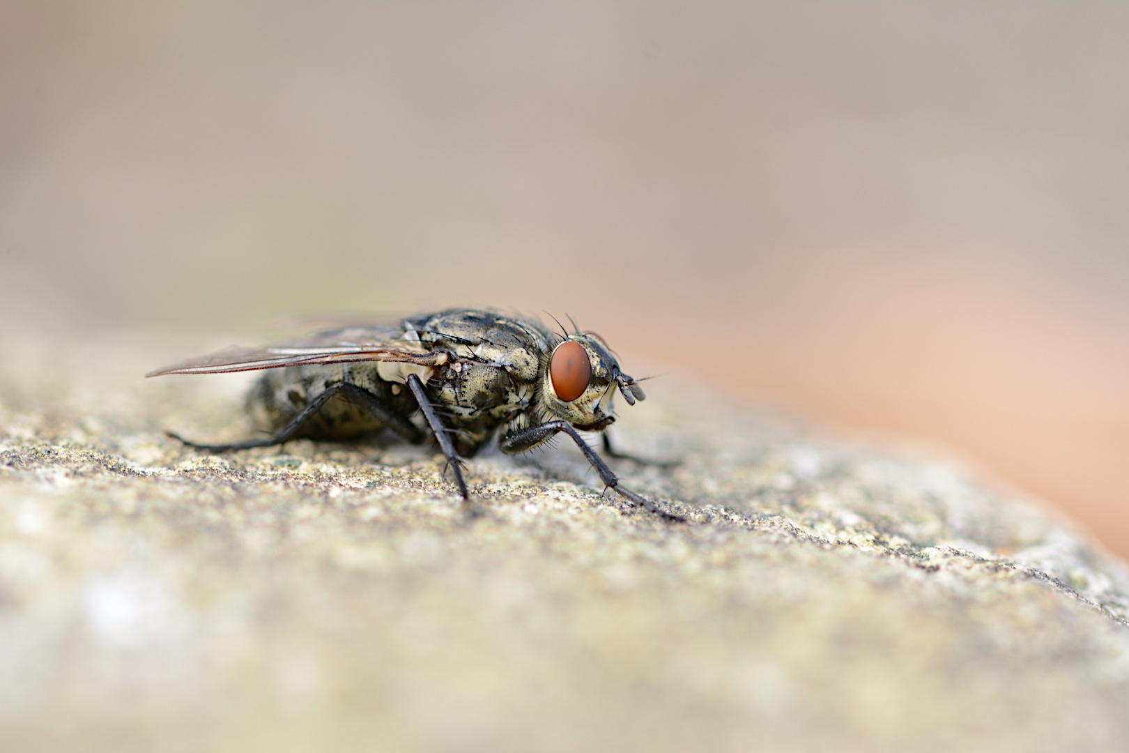 Stubenfliege Foto & Bild tiere, wildlife, insekten Bilder auf