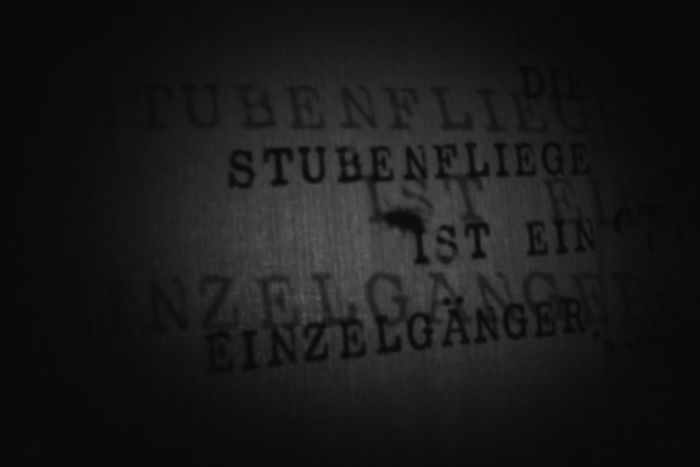 Stubenfliege