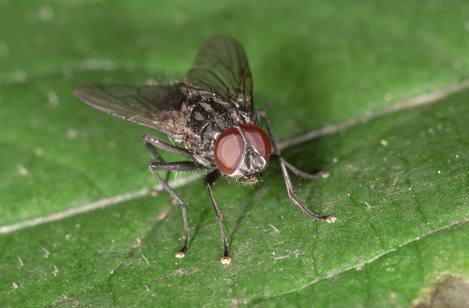 Stubenfliege Foto & Bild tiere, wildlife, insekten Bilder auf