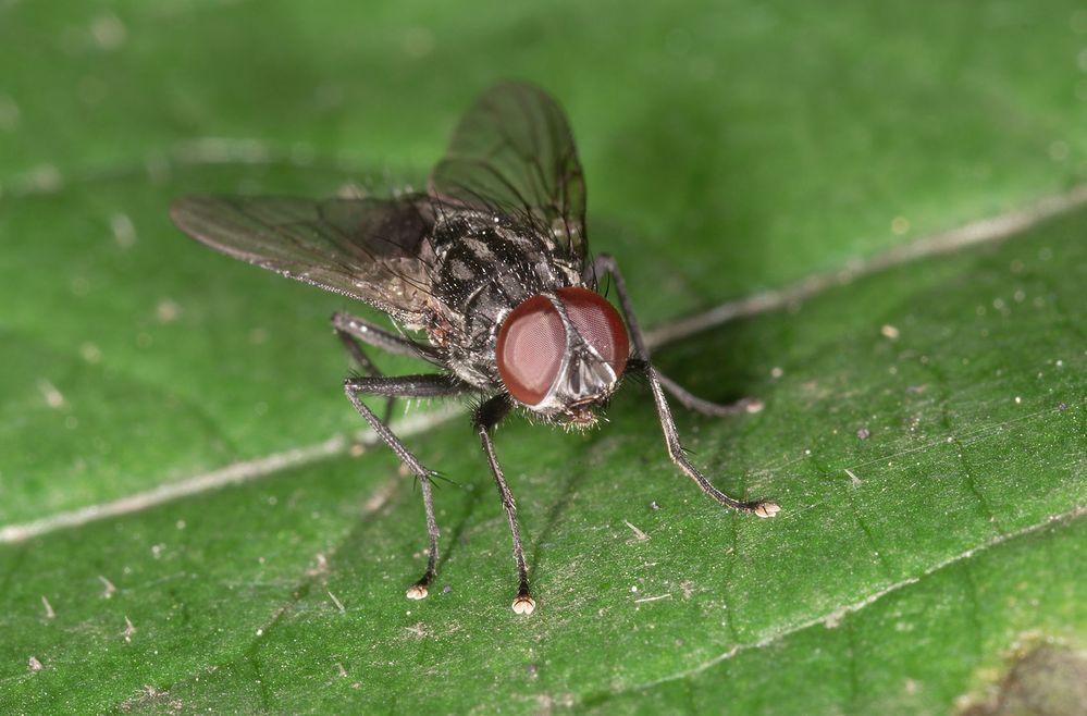 Stubenfliege Foto & Bild | tiere, wildlife, insekten Bilder auf ...