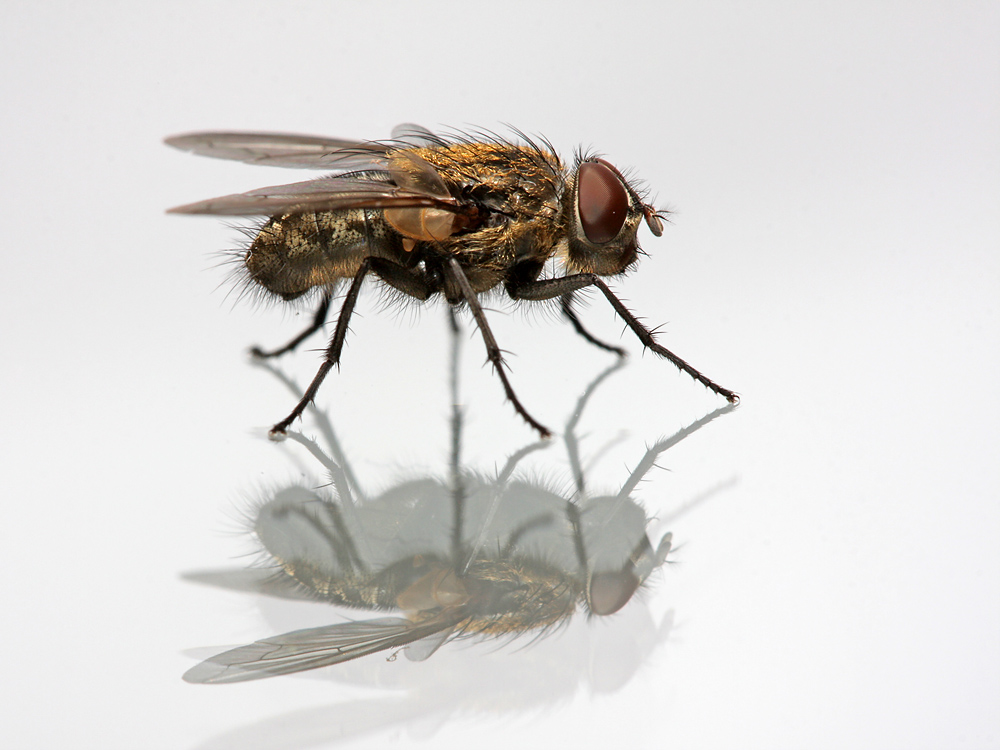 Stubenfliege Foto & Bild tiere, tierdetails, natur Bilder auf Stubenfliege Foto & Bild tiere, tierdetails, natur Bilder auf