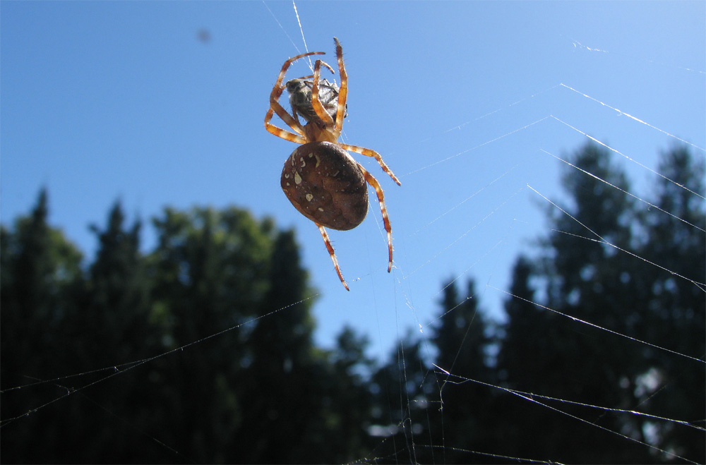 Stubenfliege als Snack