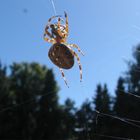 Stubenfliege als Snack