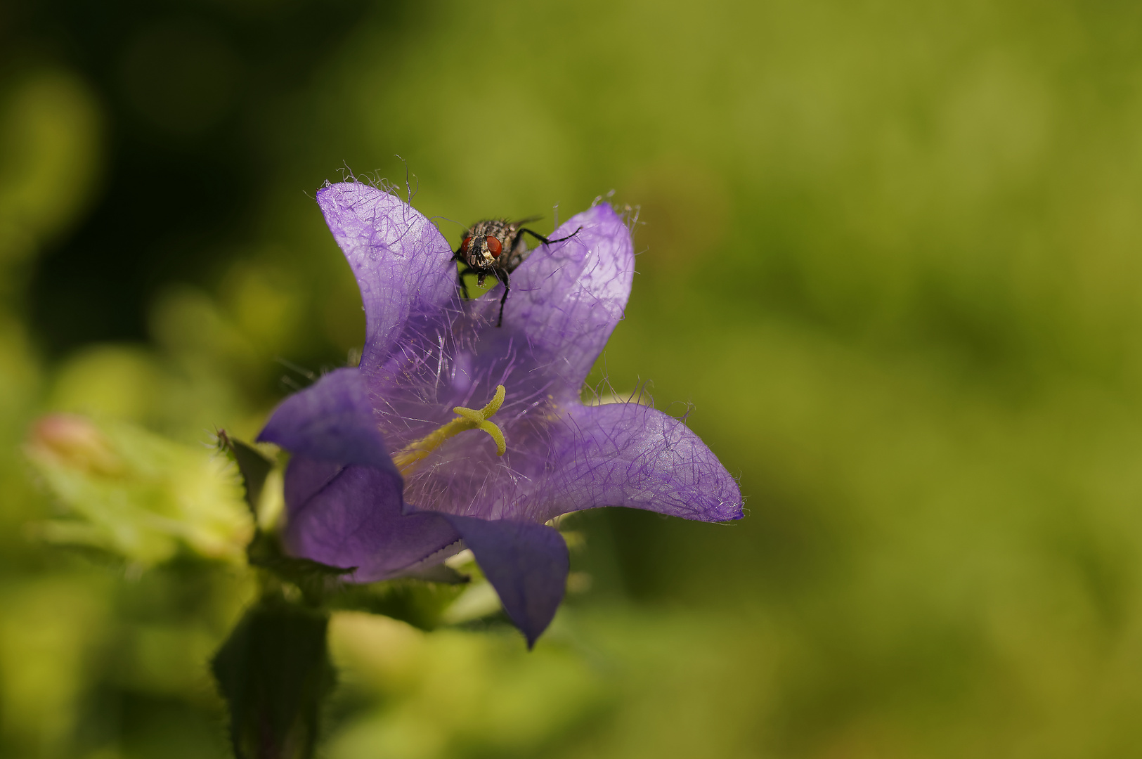 Stubenfliege auf Blüte