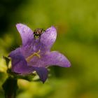 Stubenfliege auf Blüte