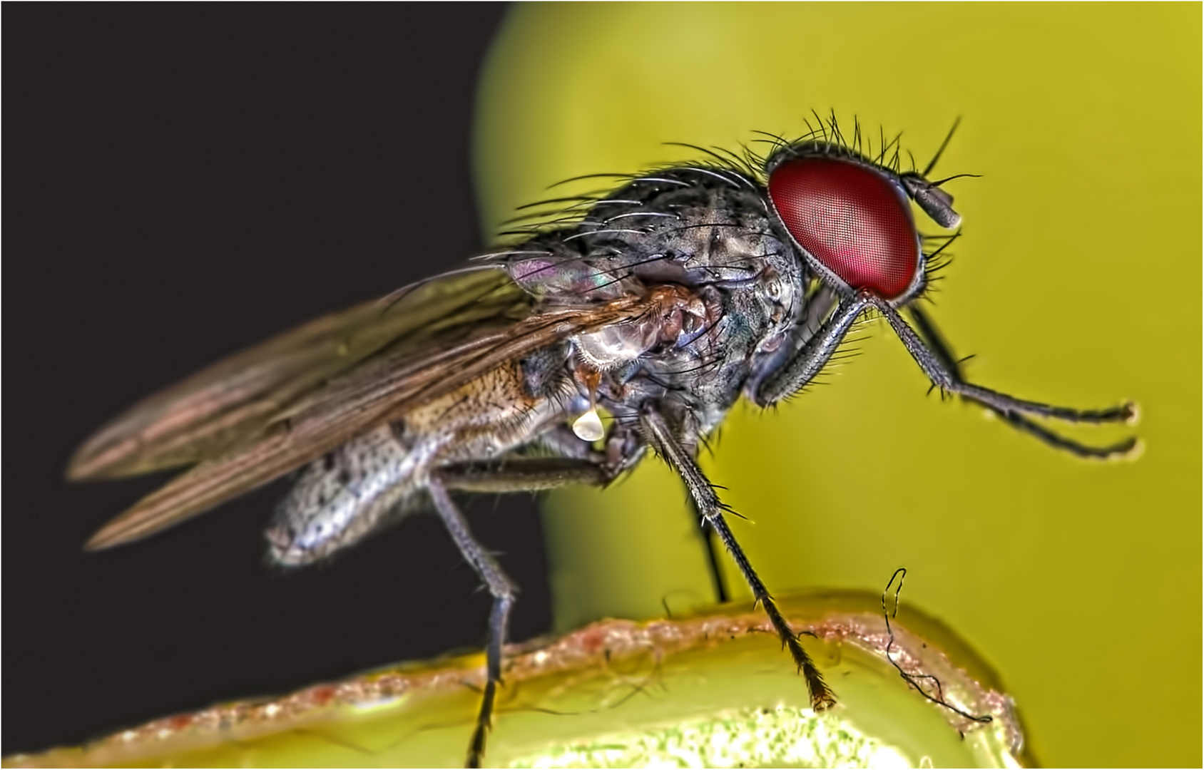 Stubenfliege auf Wächeklammer