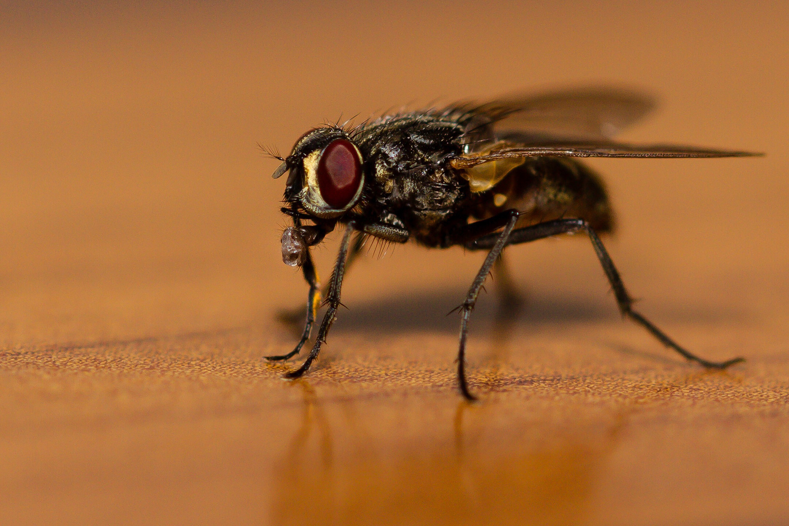 Stubenfliege bei Zucker klauen