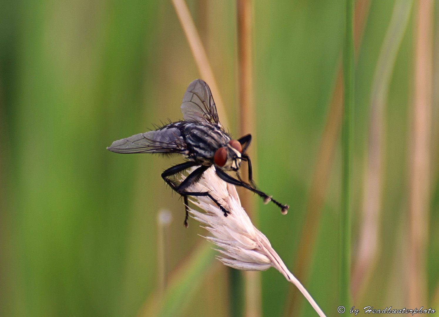 Stubenfliege