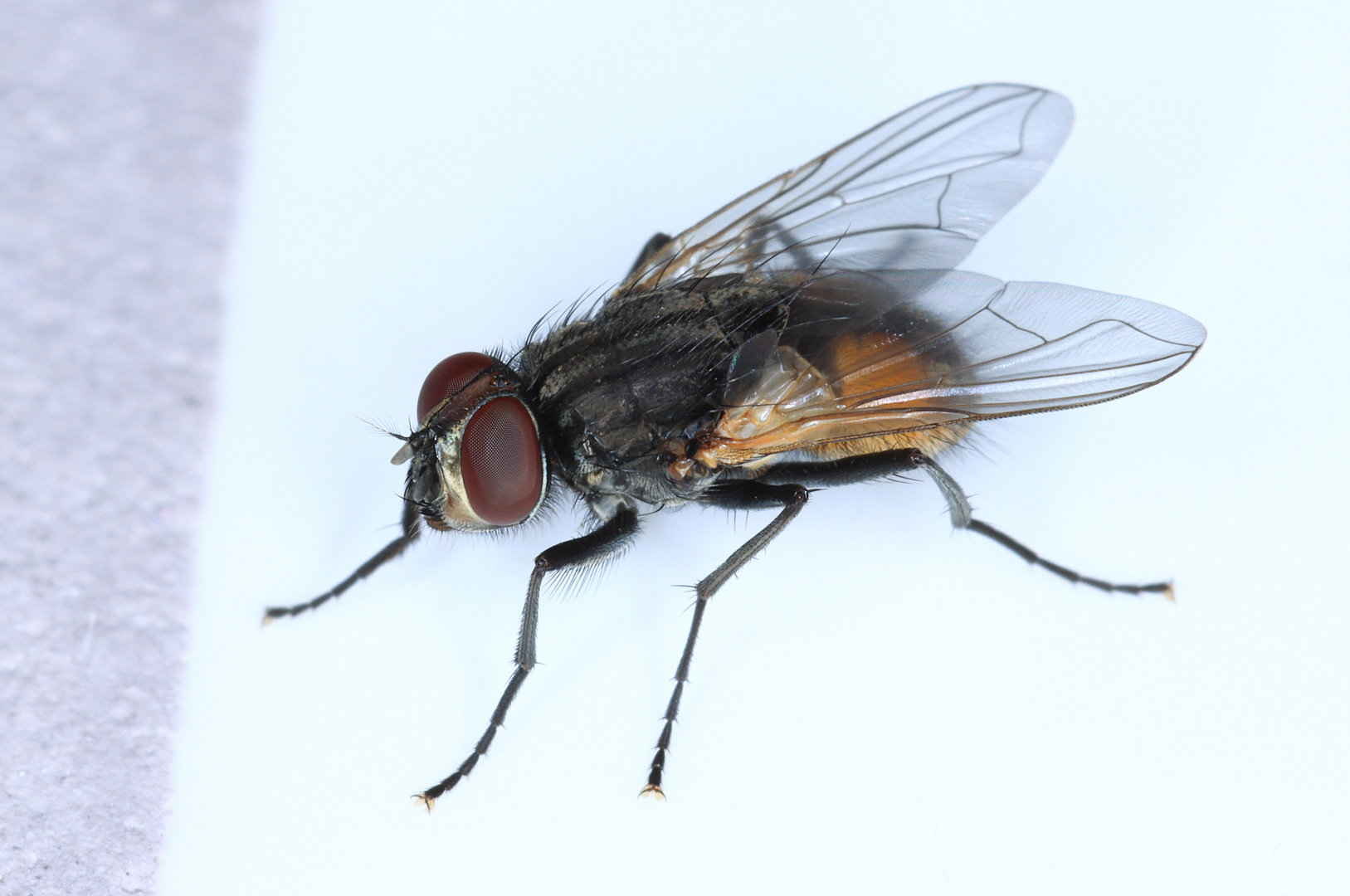 Stubenfliege, Housefly, Hausfliege